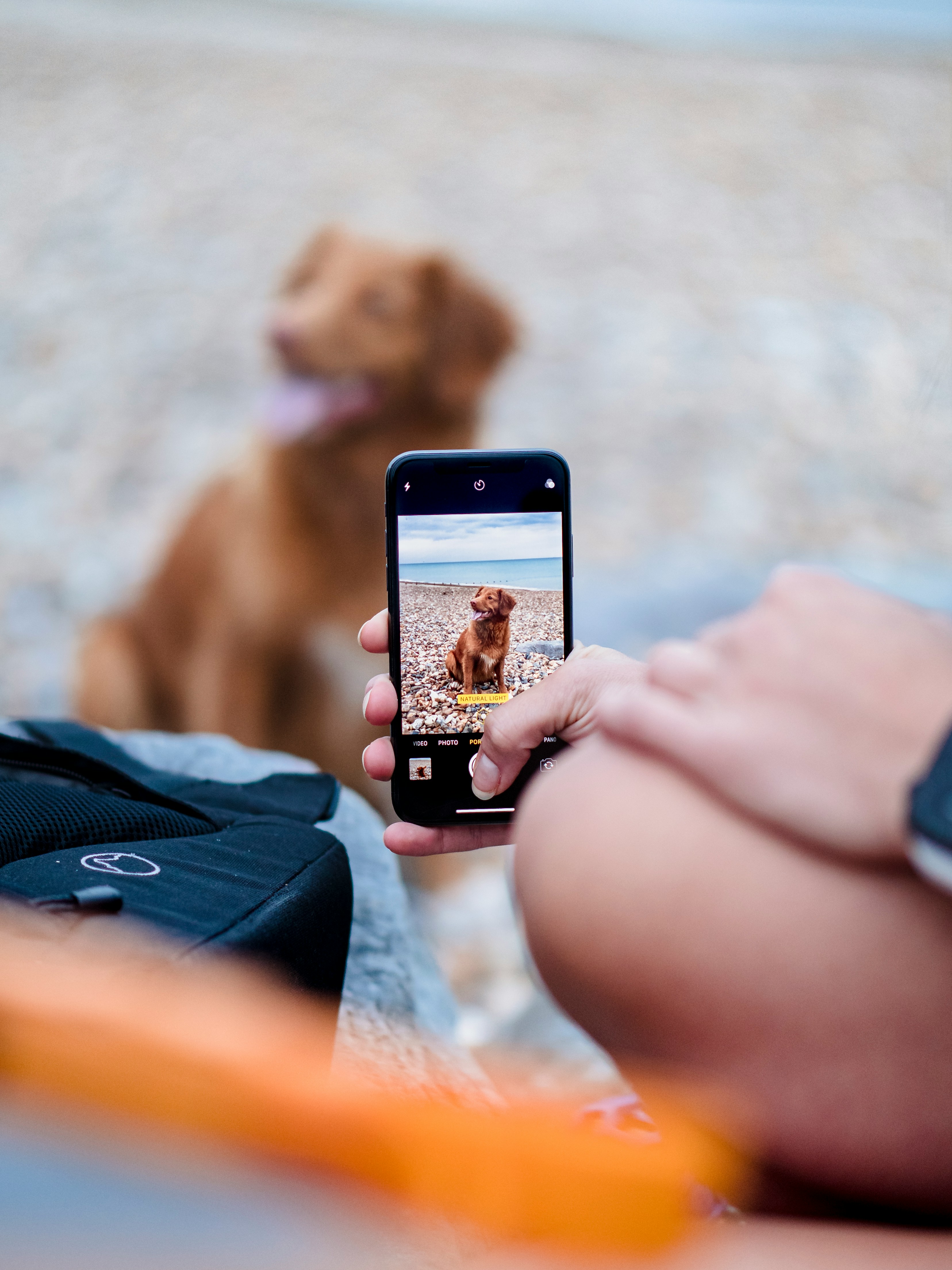 Pet Photography: 5 Tips for Stunning Dog and Cat Photos