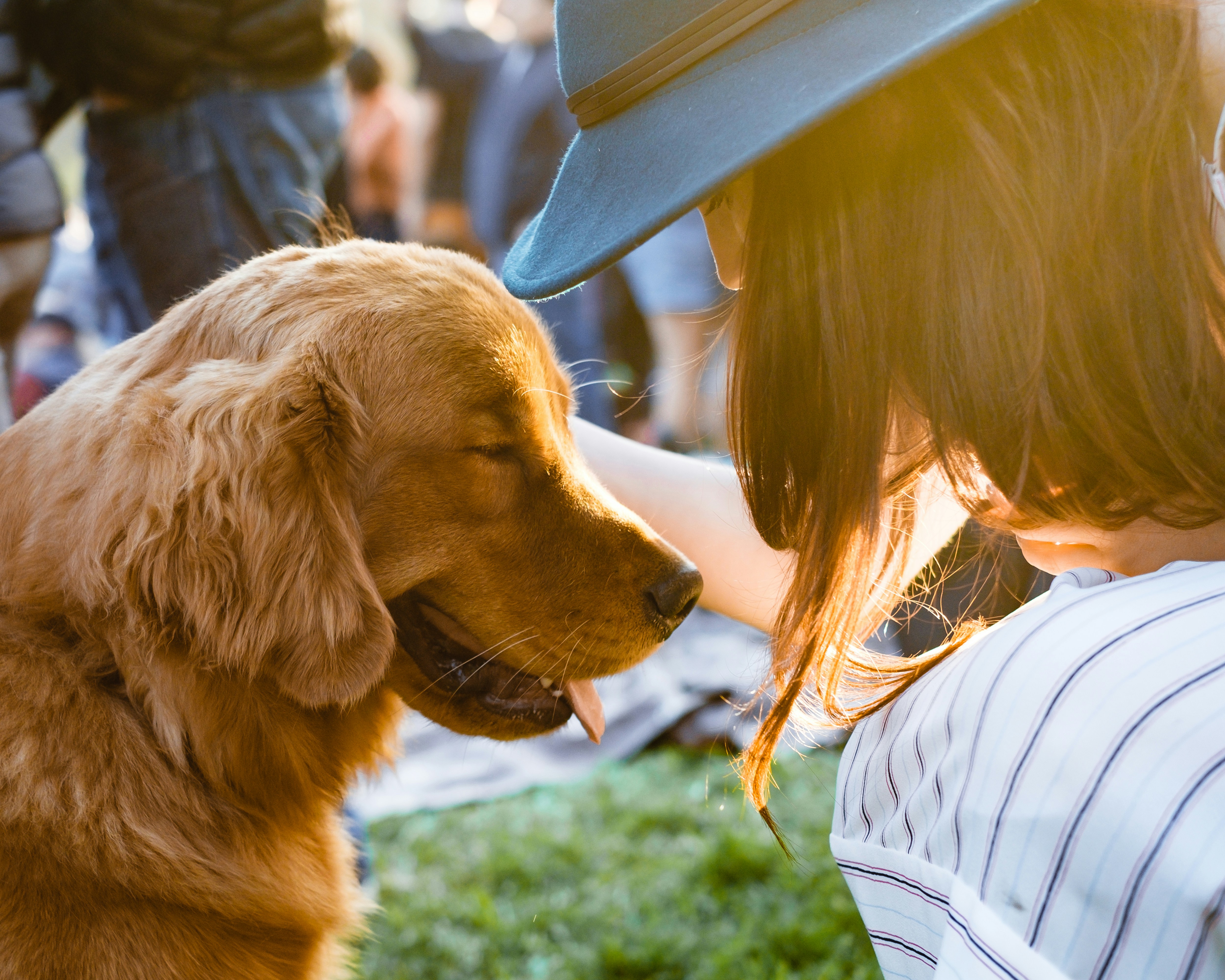 Adopt a Pet in Hong Kong: Start Your Heartwarming Journey