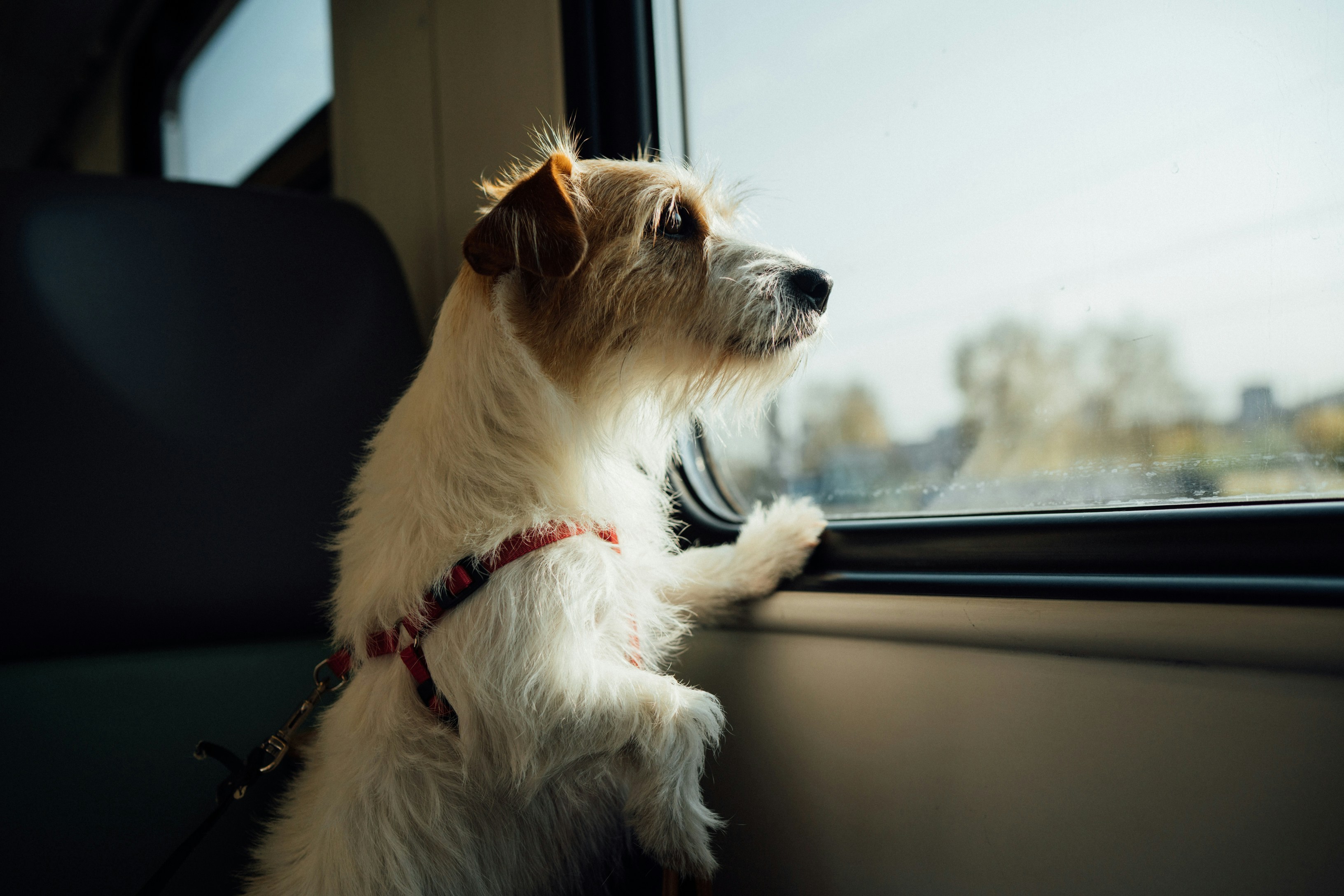 How to Travel Internationally with Your Pet: A Guide to Flying with a Dog