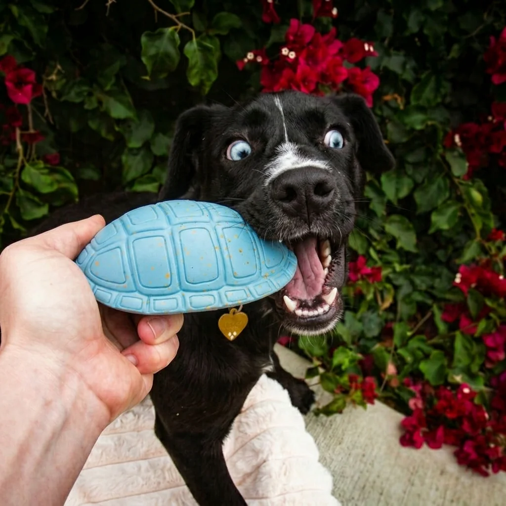 Turtleshell Super Chew Dog Toy
