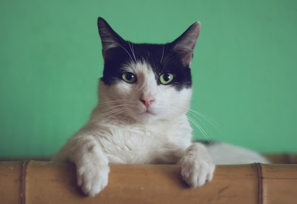 Petsona Gourmet Cat Food